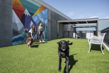 Pet park
